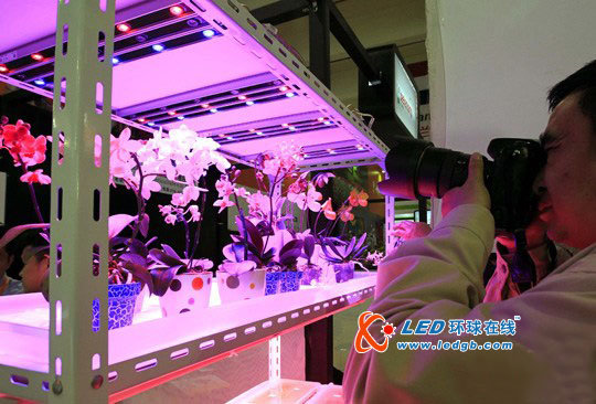 【上海】上海展示“LED种植的鲜花”