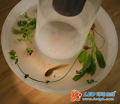 LED与植物的完美结合