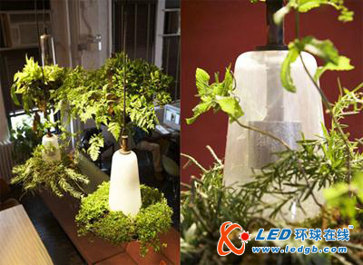 LED与植物的完美结合