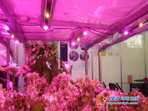 LED农业照明中&ldquo;大放异彩&rdquo;