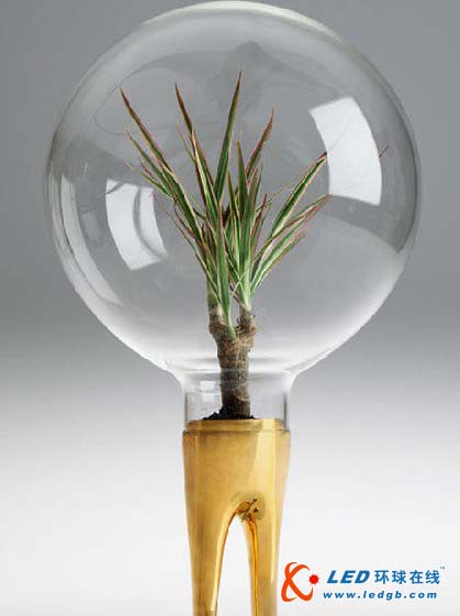 超大号灯泡变成创意花盆 乖巧可爱(图) (1)