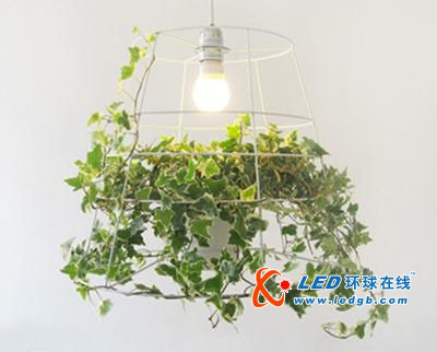 共生共荣的植物LED灯