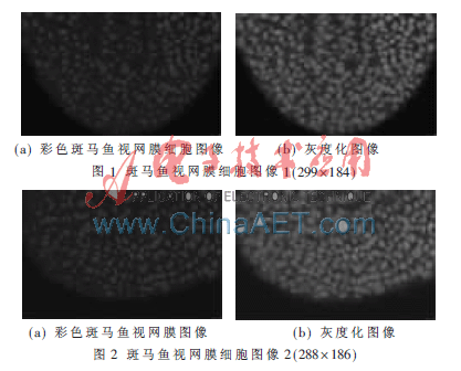 斑马鱼视网膜细胞图像的分割研究,解决方案