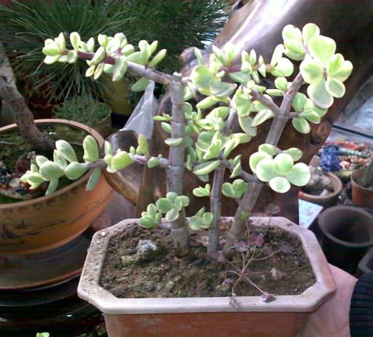 中海华庭开展4节旧电池换绿植活动-技术资讯-