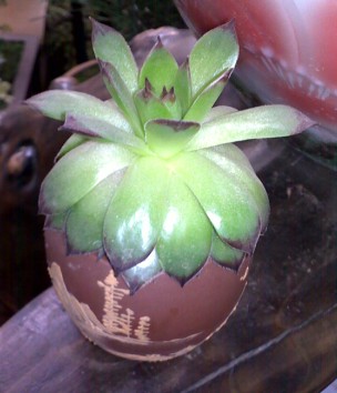 中海华庭开展4节旧电池换绿植活动-技术资讯-