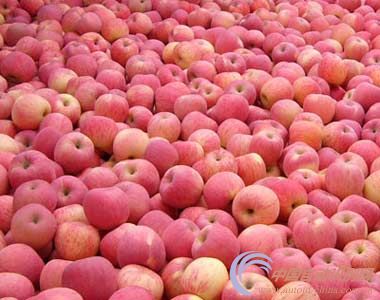 烟台首例苹果原产地保护二维码在栖霞启用