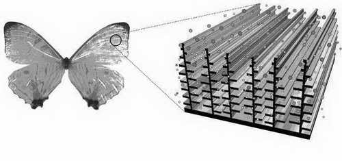 美国GE公司宣布将开发仿生光敏传感器_电子设